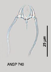  Image courtesy of ANSP (Jersabek et al. 2003) <a href='../../Reference/Index/15798' target='_blank'>[Ref.15798]</a>; trophi, dorsal view